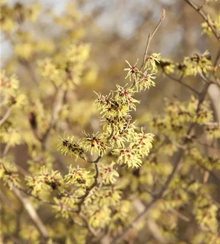 Hamamelis x intermedia