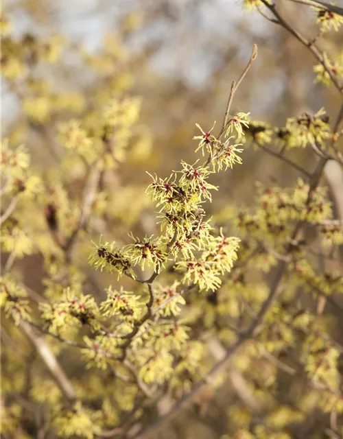 Hamamelis x intermedia