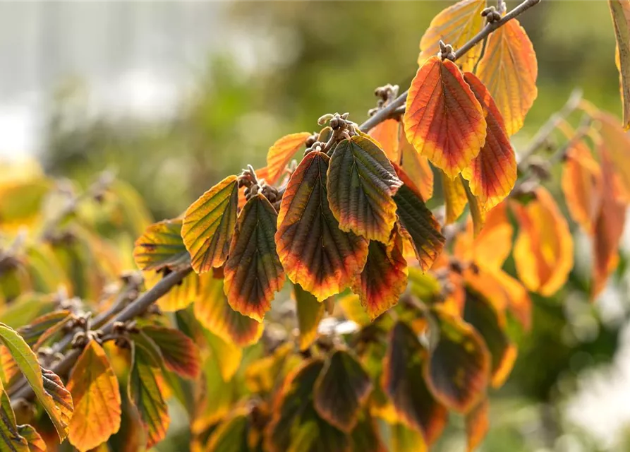 Hamamelis x intermedia