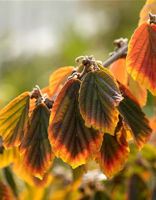 Hamamelis x intermedia