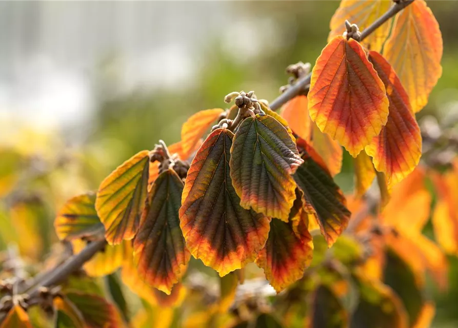 Hamamelis x intermedia