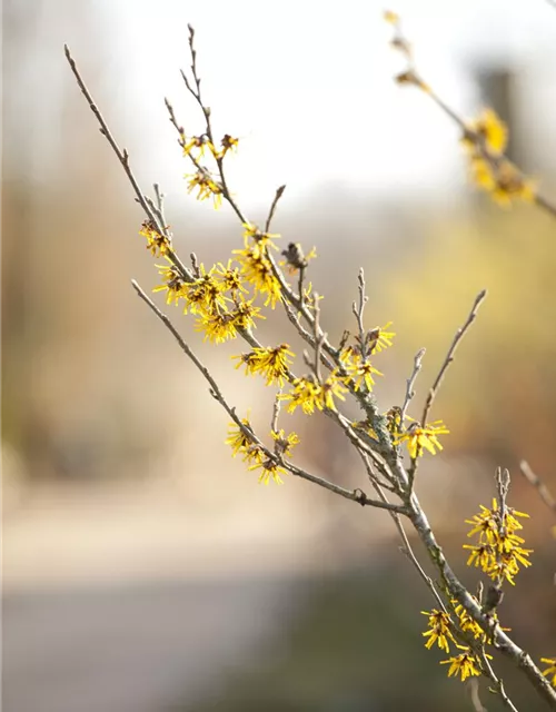 Hamamelis x intermedia