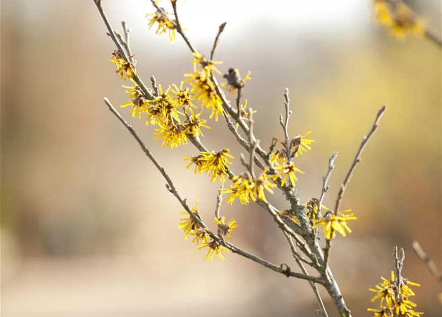 Hamamelis x intermedia