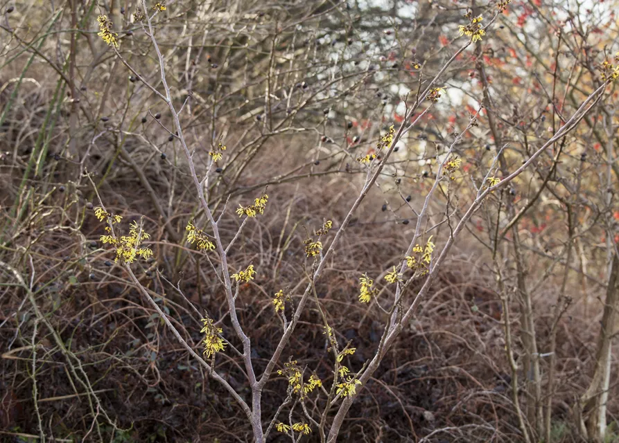 Hamamelis x intermedia