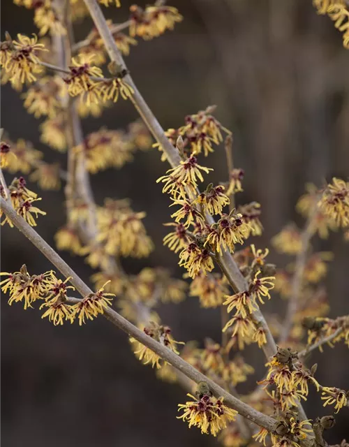 Hamamelis x intermedia