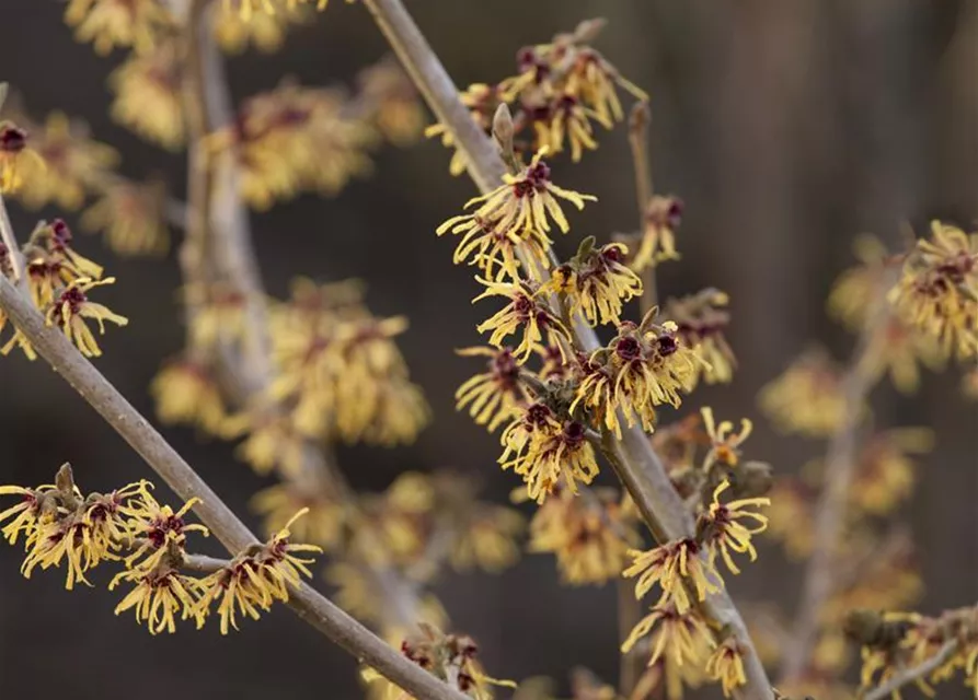 Hamamelis x intermedia