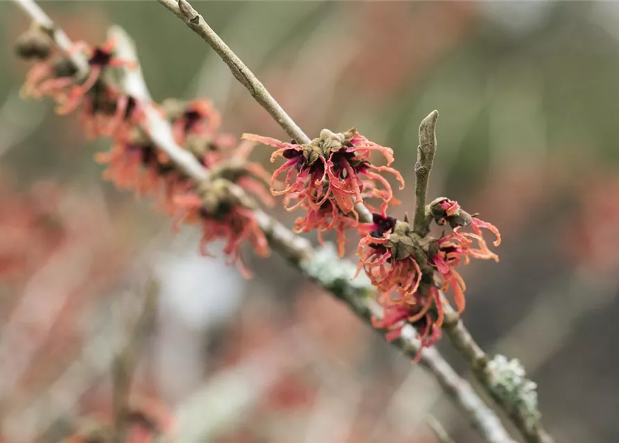 Hamamelis x intermedia