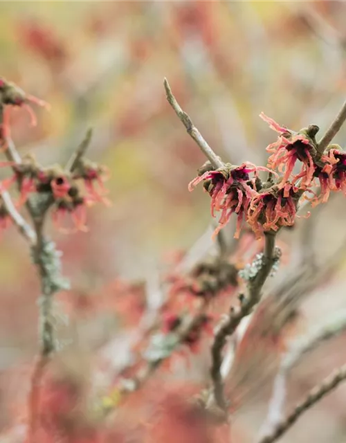 Hamamelis x intermedia