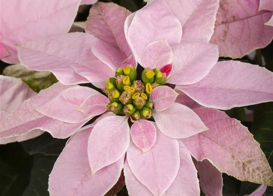 Euphorbia 'Princettia'®