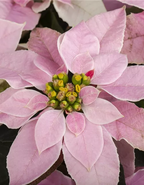 Euphorbia 'Princettia'®