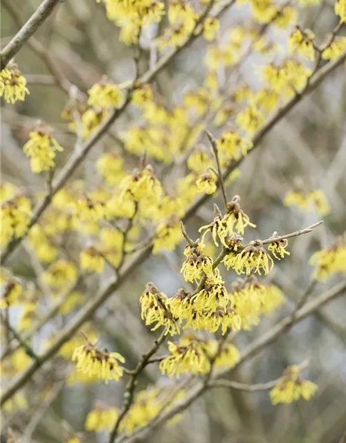 Hamamelis x intermedia 'Arnold Promise'