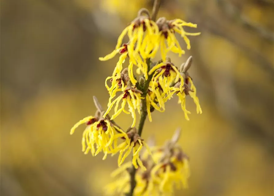 Hamamelis x intermedia 'Arnold Promise'