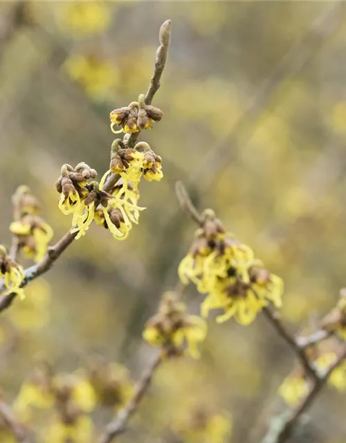 Hamamelis x intermedia 'Arnold Promise'