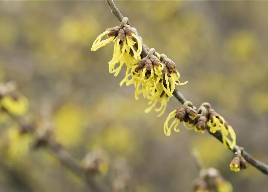 Hamamelis x intermedia 'Arnold Promise'