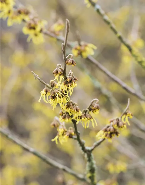 Hamamelis x intermedia 'Arnold Promise'