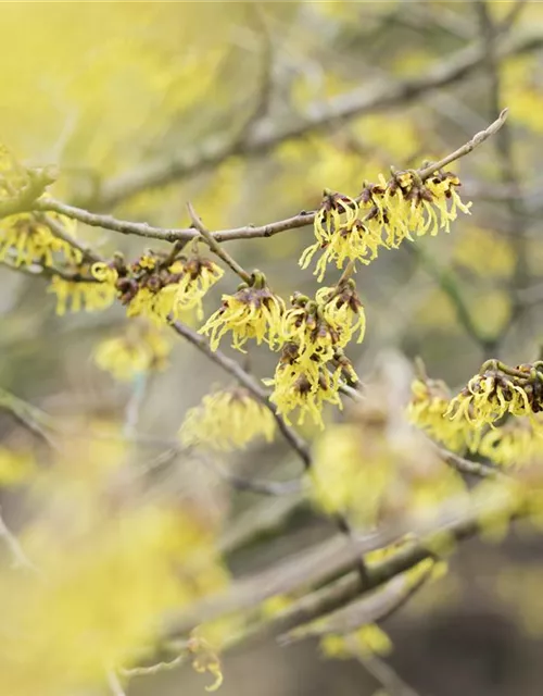 Hamamelis x intermedia 'Arnold Promise'