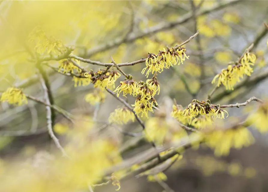 Hamamelis x intermedia 'Arnold Promise'