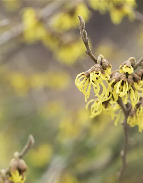 Hamamelis x intermedia 'Arnold Promise'