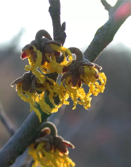 Hamamelis x intermedia 'Arnold Promise'