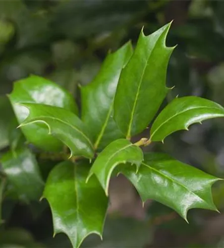 Ilex aquifolium