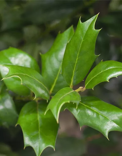 Ilex aquifolium