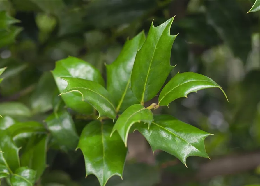 Ilex aquifolium