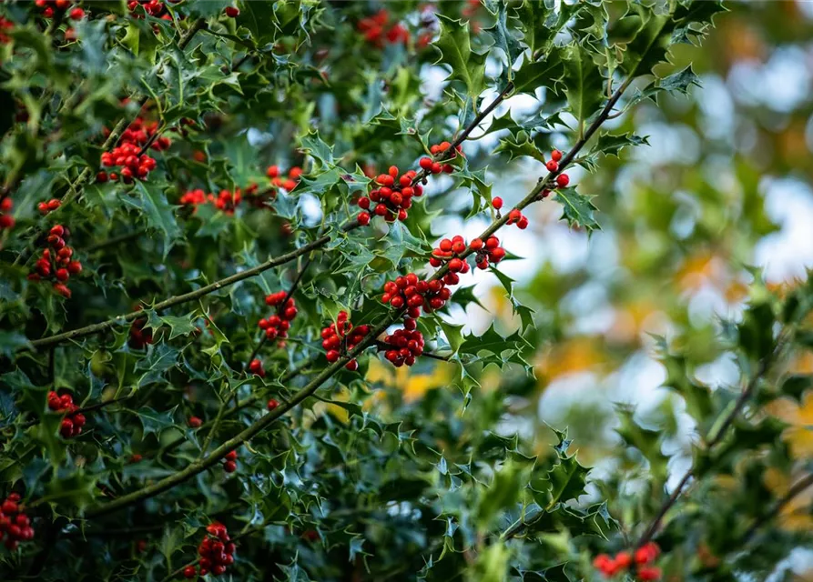 Ilex aquifolium