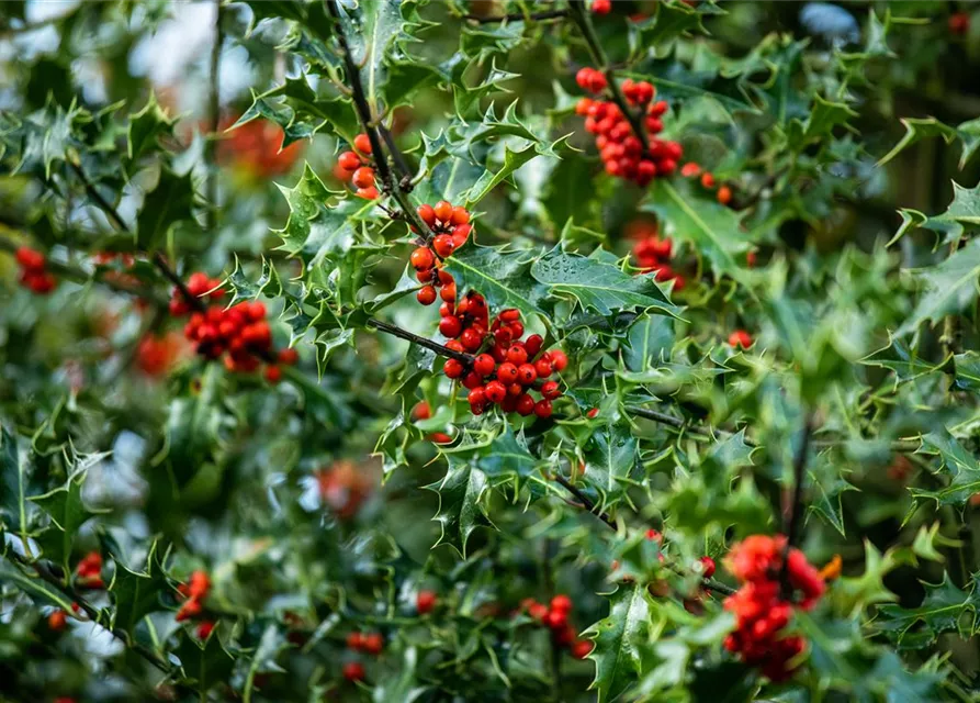 Ilex aquifolium