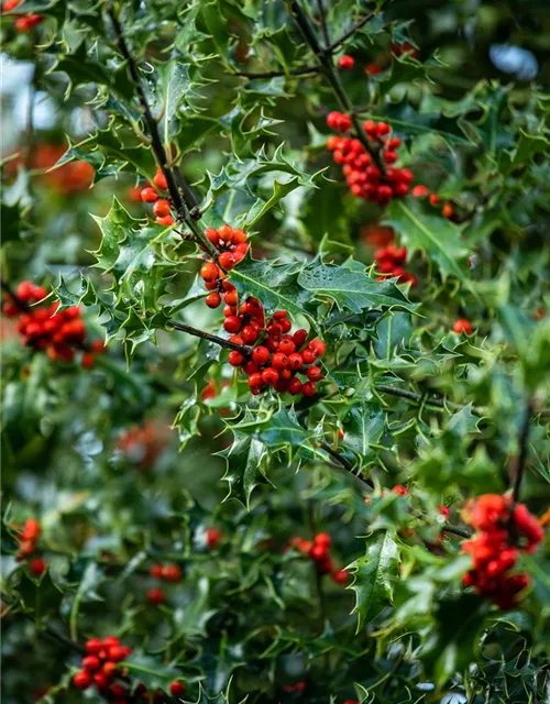 Ilex aquifolium