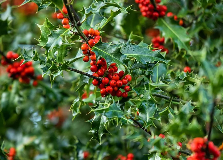 Ilex aquifolium