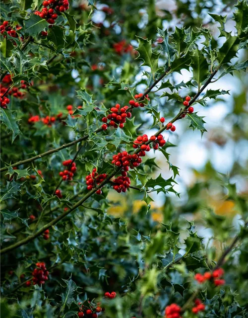 Ilex aquifolium