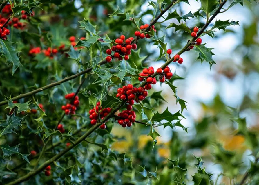 Ilex aquifolium