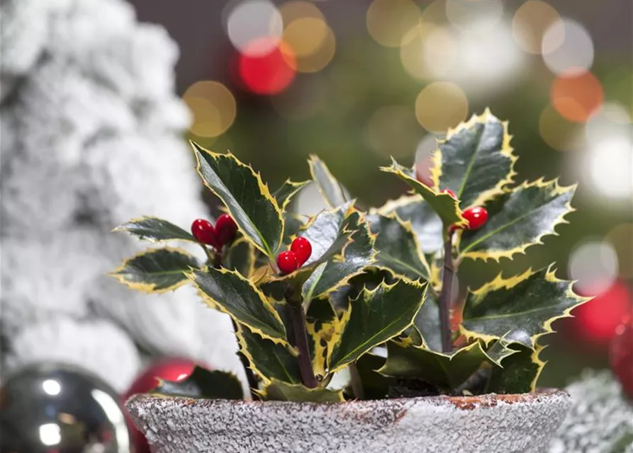 Ilex aquifolium