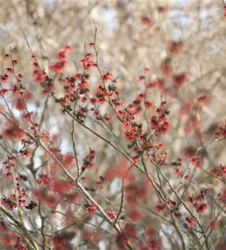 Hamamelis x intermedia 'Diane'