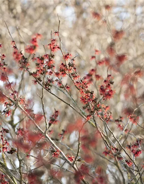 Hamamelis x intermedia 'Diane'