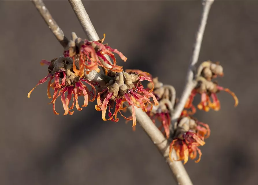 Hamamelis x intermedia 'Diane'