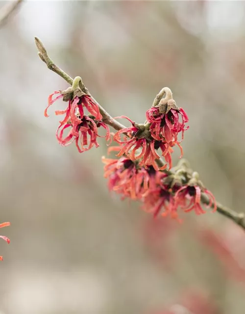 Hamamelis x intermedia 'Diane'