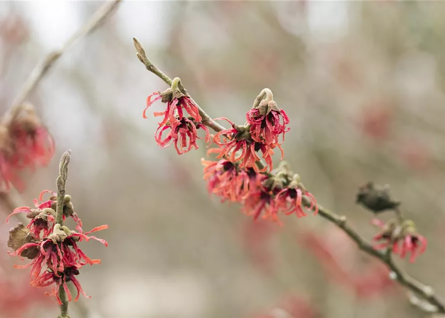 Hamamelis x intermedia 'Diane'