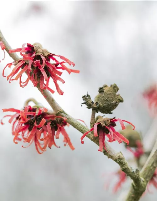 Hamamelis x intermedia 'Diane'