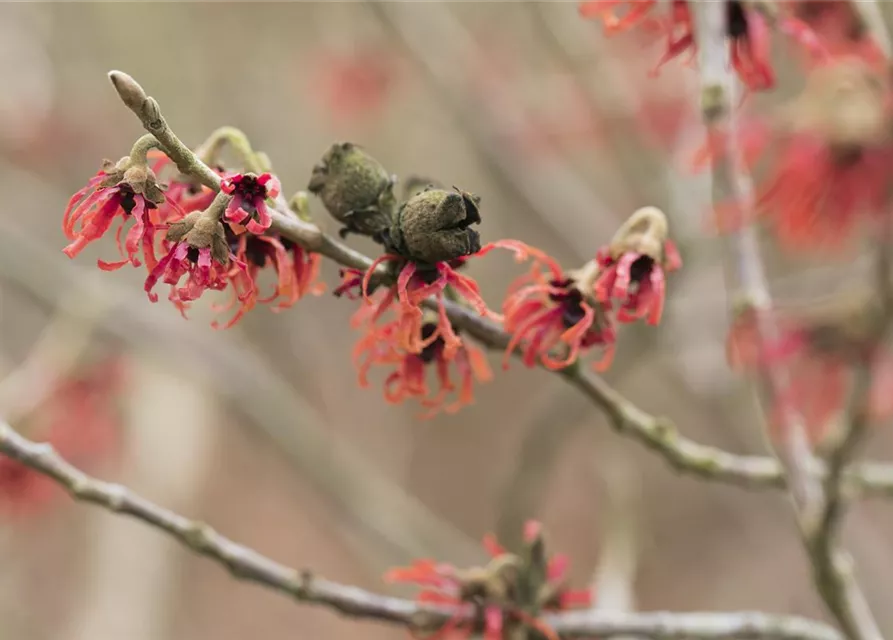 Hamamelis x intermedia 'Diane'