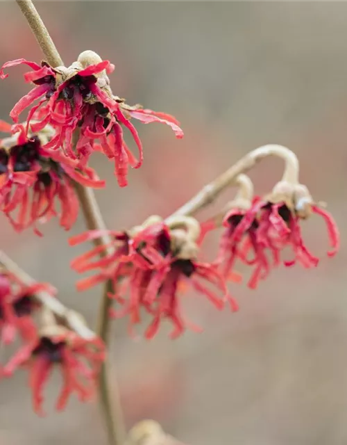 Hamamelis x intermedia 'Diane'