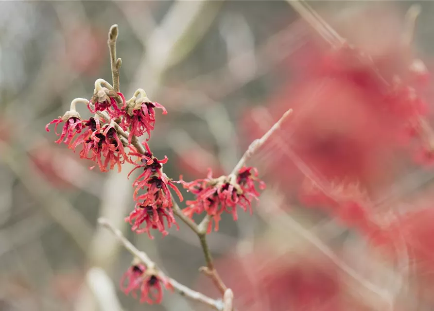 Hamamelis x intermedia 'Diane'