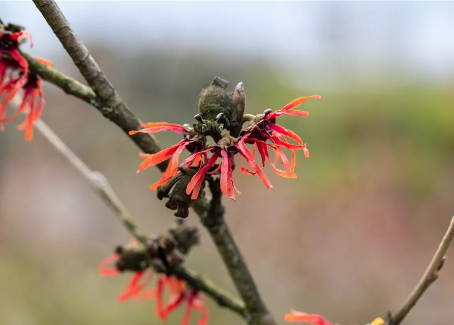 Hamamelis x intermedia 'Diane'