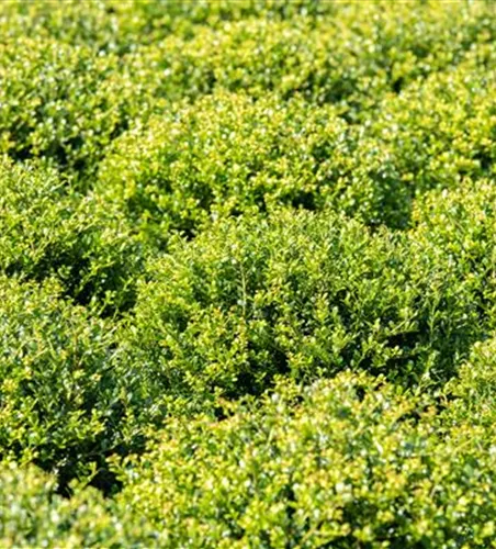 Ilex crenata