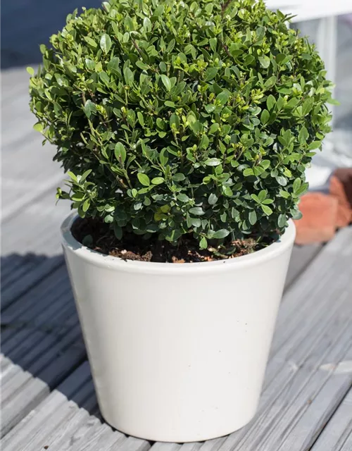 Ilex crenata