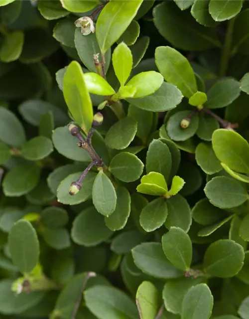 Ilex crenata