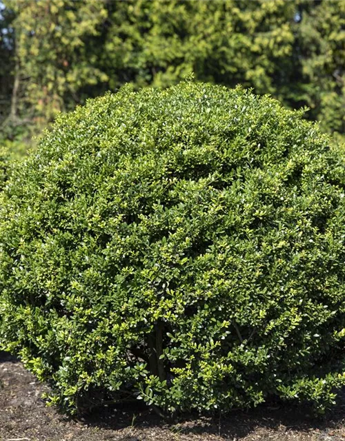 Ilex crenata