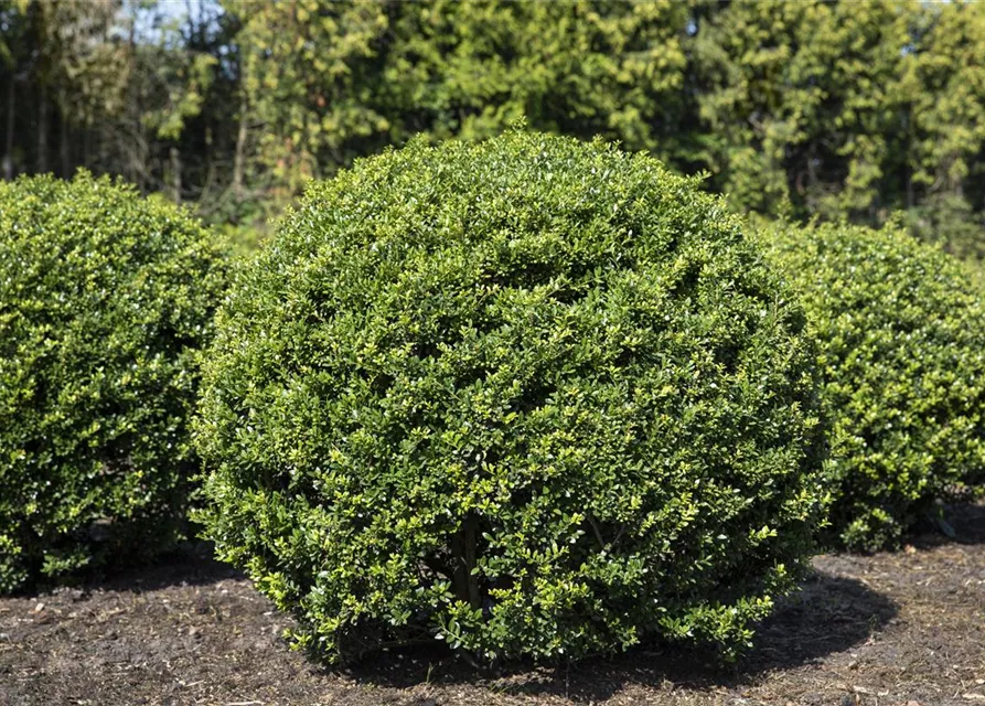 Ilex crenata