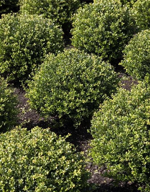 Ilex crenata