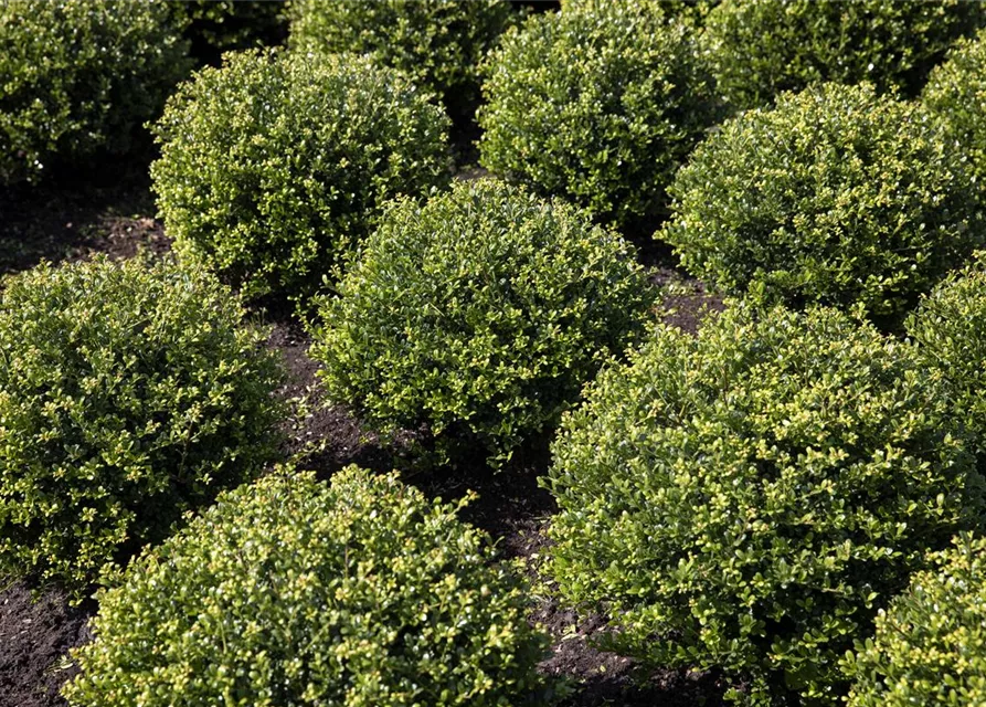 Ilex crenata